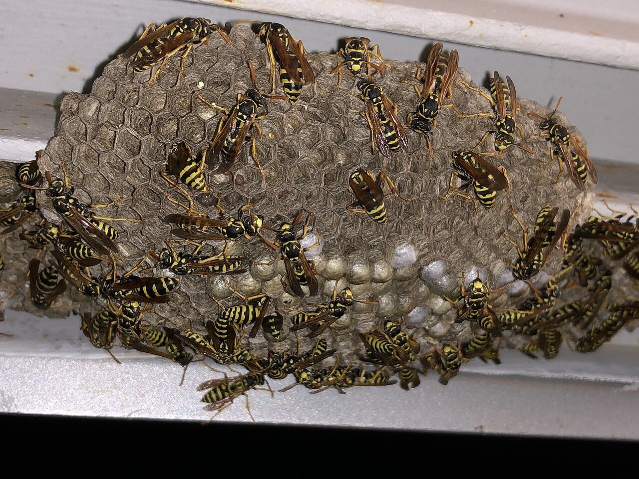 말벌집 (자료사진)