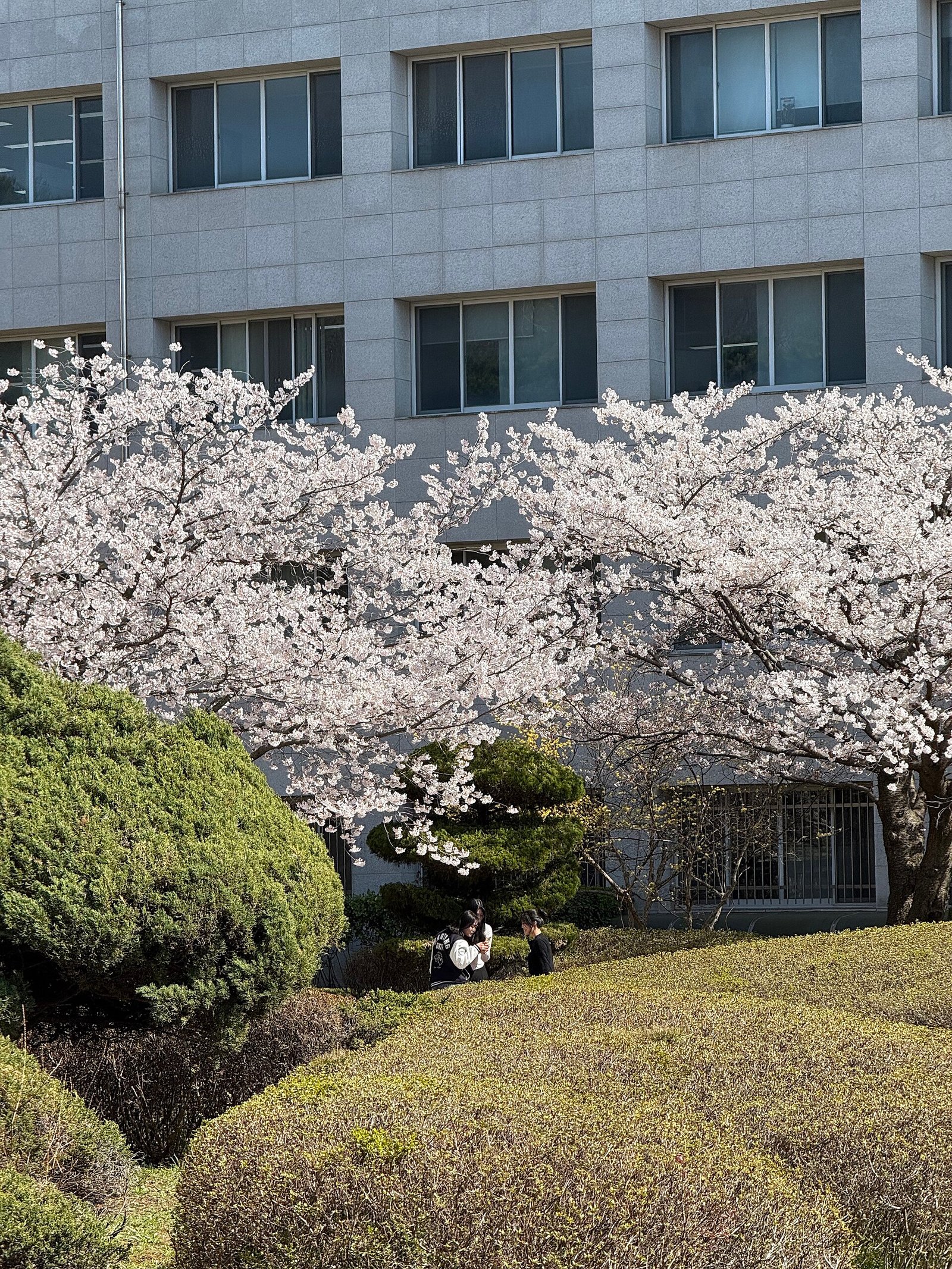 봄 캠퍼스 (자료사진)