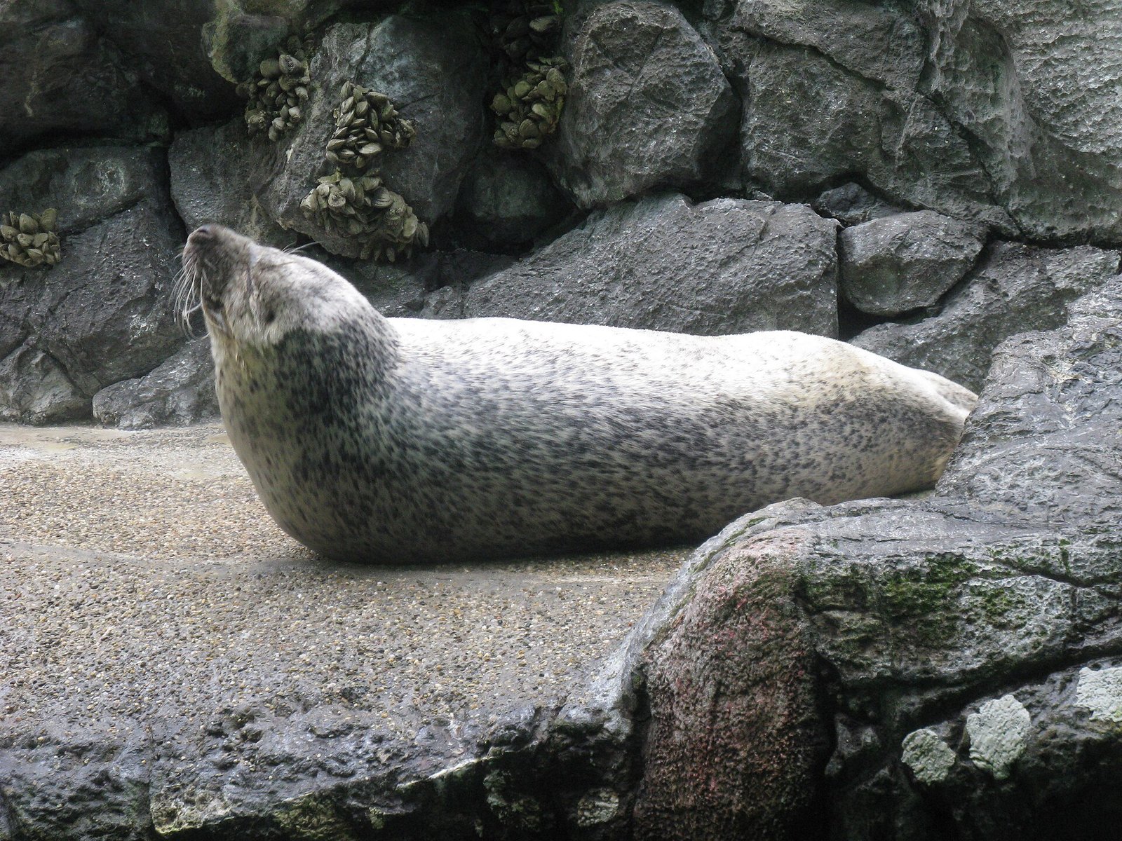 방류했더니 200km 헤엄쳐 돌아온 물범 나나, 백령도 물범과 고향이 같았어요